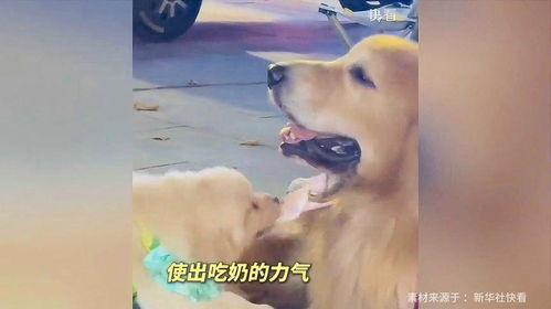 娱乐吃瓜酱抚慰犬