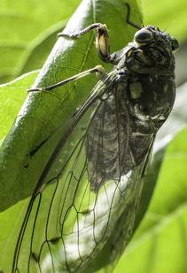 娱乐吃瓜酱知了,揭秘知了背后的故事与魅力