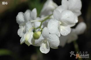 蓓蕾的图片,自然之美绽放瞬间